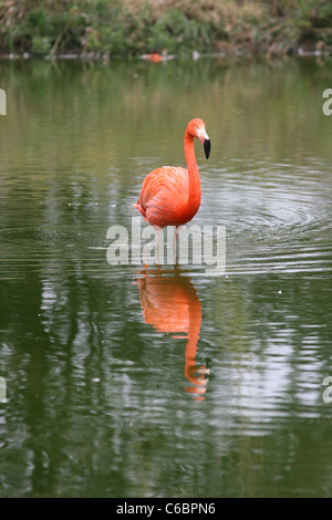 Flamingo im Whipsnade Zoo Stockfoto