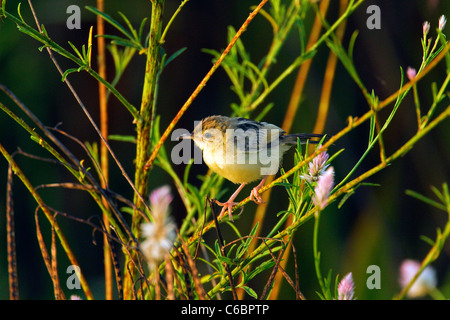 Drolligen Cistensänger, Cistensänger kommt, Äthiopien Stockfoto