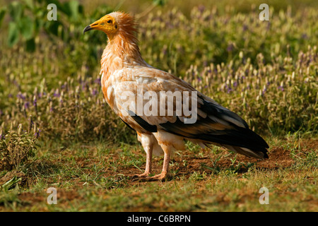 Schmutzgeier, Neophron Percnopterus, Äthiopien. Stockfoto