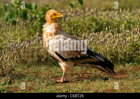 Schmutzgeier, Neophron Percnopterus, Äthiopien. Stockfoto