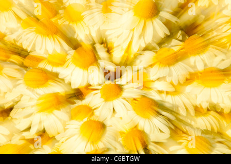 Gelbe Aster Blumen in Holehird Gärten, Windermere, Cumbria, UK, von der Sorte, Asteraceae Anthemis Tinctoria, A.C.Buxton. Stockfoto