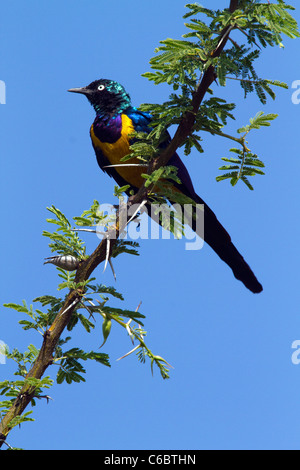 Superb Starling, Glanzstare Superbus, Äthiopien Stockfoto