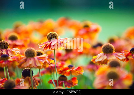 Aster Blumen in Holehird Gärten in Windermere, Cumbria, UK. Stockfoto