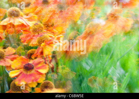 Aster Blumen in Holehird Gärten in Windermere, Cumbria, UK. Stockfoto