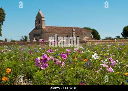Bereich der wilde Blumen wachsen in der Nähe von Margaux in der Region Bordeaux, Frankreich Stockfoto