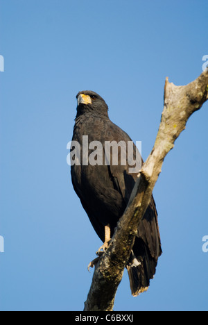 Große schwarze Falke Stockfoto