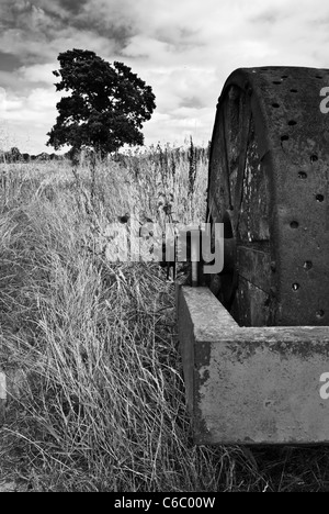 Eine verlassene Walze sitzt in einem Feld von Mais. Stockfoto