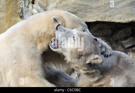 Eisbären Knut und Gianna zeigen ihre Zuneigung zueinander durch beißen und schieben einander im Berliner Zoo. Berlin, Deutschland Stockfoto