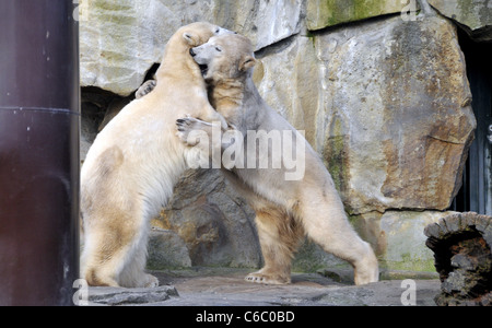 Eisbären Knut und Gianna zeigen ihre Zuneigung zueinander durch beißen und schieben einander im Berliner Zoo. Berlin, Deutschland Stockfoto