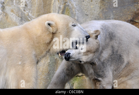 Eisbären Knut und Gianna zeigen ihre Zuneigung zueinander durch beißen und schieben einander im Berliner Zoo. Berlin, Deutschland Stockfoto