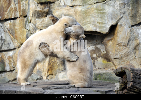 Eisbären Knut und Gianna zeigen ihre Zuneigung zueinander durch beißen und schieben einander im Berliner Zoo. Berlin, Deutschland Stockfoto