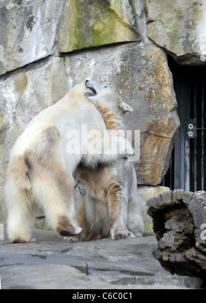 Eisbären Knut und Gianna zeigen ihre Zuneigung zueinander durch beißen und schieben einander im Berliner Zoo. Berlin, Deutschland Stockfoto