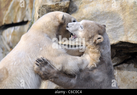 Eisbären Knut und Gianna zeigen ihre Zuneigung zueinander durch beißen und schieben einander im Berliner Zoo. Berlin, Deutschland Stockfoto