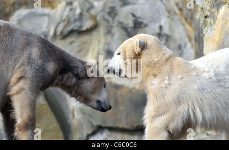 Eisbären Knut und Gianna zeigen ihre Zuneigung zueinander durch beißen und schieben einander im Berliner Zoo. Berlin, Deutschland Stockfoto