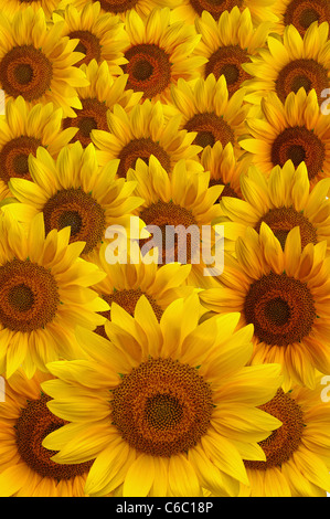 Schöne große gelbe Sonnenblumen Blüten Stockfoto
