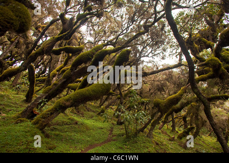 Moos bedeckt nebligen Wald Äthiopien Semien Berge Stockfoto