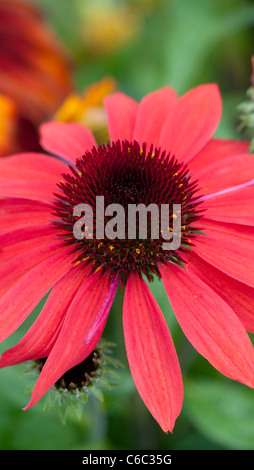 Echinacea hybrida 'Cheyenne Spirit'. Coneflower Stockfoto