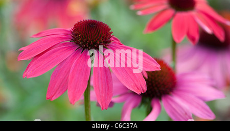 Echinacea hybrida 'Cheyenne Spirit'. Coneflower Stockfoto