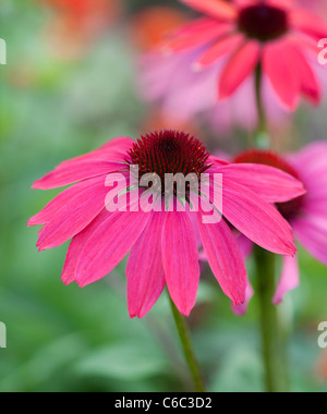 Echinacea hybrida 'Cheyenne Spirit'. Coneflower Stockfoto