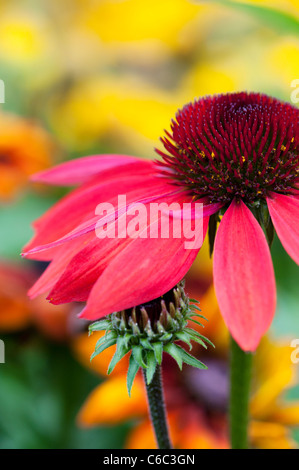 Echinacea hybrida 'Cheyenne Spirit'. Coneflower Stockfoto