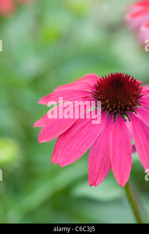 Echinacea hybrida 'Cheyenne Spirit'. Coneflower Stockfoto