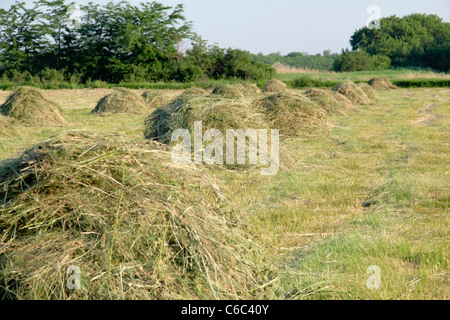 Agrarlandschaft mit Garben von Heu Stockfoto