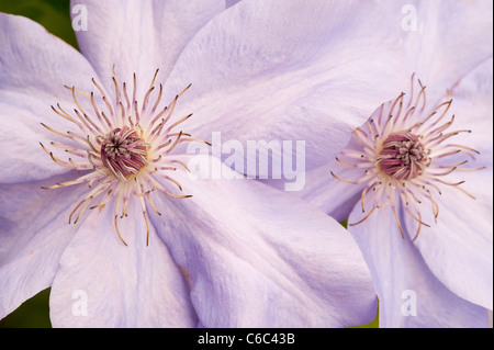 Ein Makro Nahaufnahme einer lila Clematis "schimmern" Blume in einem englischen Garten Stockfoto