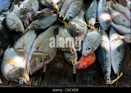 Fischers frisch fangen auf einem Strand Marktstand in Beau Vallon Strand, Mahe, Seychellen Stockfoto