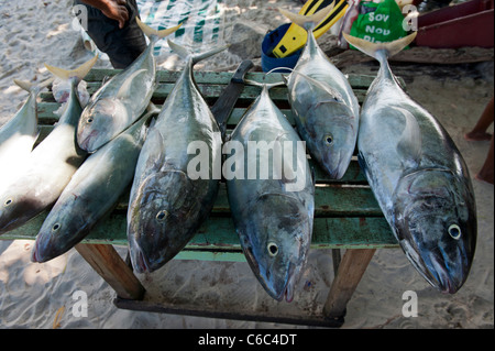 Fischers frisch fangen auf einem Strand Marktstand in Beau Vallon Strand, Mahe, Seychellen Stockfoto