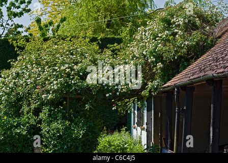 Stieg der Hochzeitstag immer ausgiebig in einem Wiltshire Garten Stockfoto