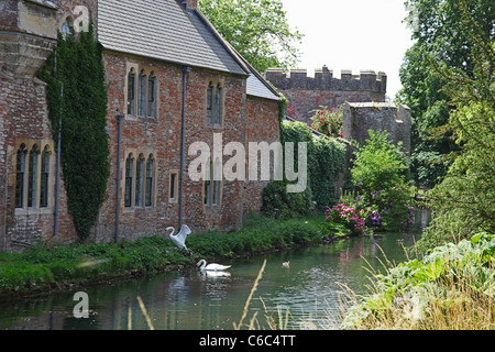 Höckerschwäne auf dem Bischofspalast Graben im Brunnen Somerset England UK Stockfoto