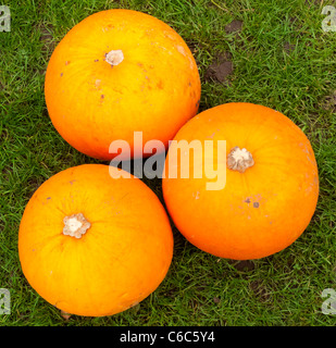 Drei helle orange Kürbisse auf einer Wiese angeordnet Stockfoto