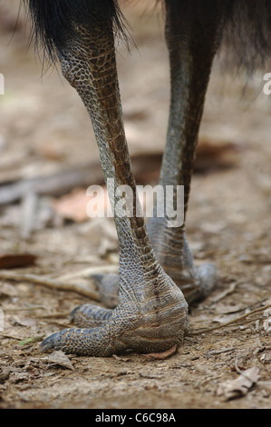Füße von einem südlichen Helmkasuar (Casuarius Casuarius) im Tam o' shanter National Park Stockfoto