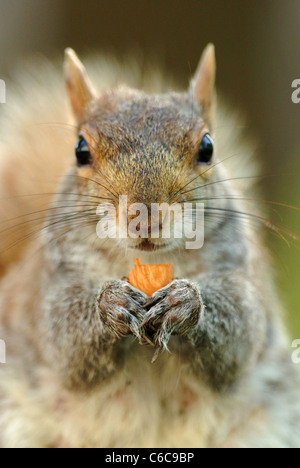 Graue Eichhörnchen (Sciurus carolinensis) Essen einer Mutter in Union Square Park, New York Stockfoto