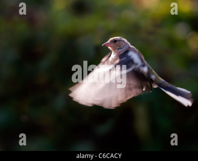 Weibliche Buchfink Fringilla Coelebs im Flug, Warwickshire Stockfoto
