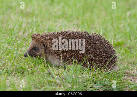 Igel Erinaceus Europaeus auf Rasen. Stockfoto