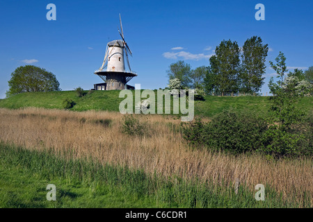 Windmühle De Koe in Veere, Zeeland, Niederlande Stockfoto