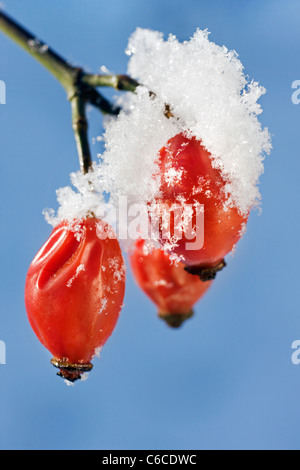 Hagebutten im Winter, Belgien mit Schnee bedeckt Stockfoto