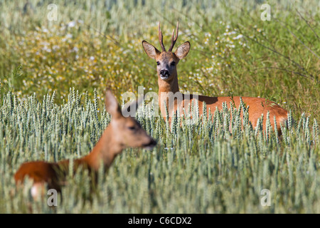 Reh (Capreolus Capreolus) Rehbock mit weiblichen im Feld, Deutschland Stockfoto
