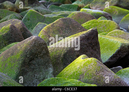Felsen bedeckt im grünen Alge entlang der Küste in der Jasmund Nationalpark, Insel Rügen, Western Pomerania, Deutschland Stockfoto