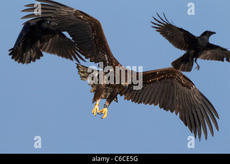 Beringt Seeadler Meer / Erne (Haliaeetus Horste) während des Fluges Glaubensbekennenden Rabenkrähen (Corvus Corone) im Winter Stockfoto