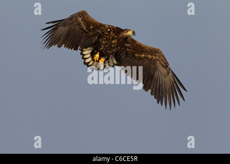 Farbe-beringt Seeadler / Sea Eagle / Erne (Haliaeetus Horste) auf der Flucht im Winter, Deutschland Stockfoto