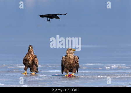 AAS-Krähe (Corvus Corone) fliegen über Meer Seeadler (Haliaeetus Horste) Verzehr von Fisch auf zugefrorenen See im winter Stockfoto