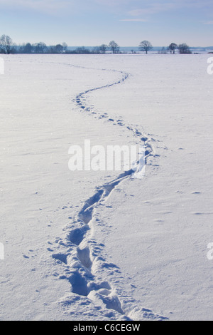 Wildschwein (Sus Scrofa) Track durchzieht Zick-Zack-Feld im Schnee im Winter, Deutschland Stockfoto