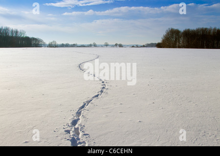 Wildschwein (Sus Scrofa) Track durchzieht Zick-Zack-Feld im Schnee im Winter, Deutschland Stockfoto