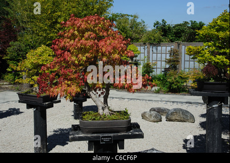 Bonsai-Rhododendron Obtusum Baum etwa 30 Jahre alt Stockfotografie - Alamy