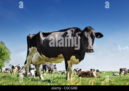 Kühe - Holstein Milchkuh in einem Feld Stockfoto