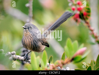 Ein Wrentit Vogel - Chamaea fasciata, auf einem Ast, vor einem verschwommenen Hintergrund abgebildet. Stockfoto