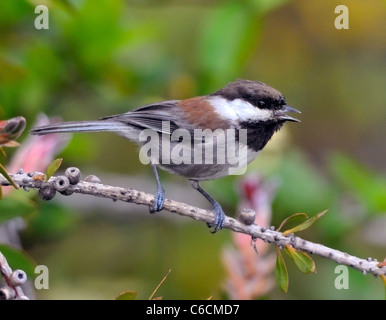 Ein kastanienhinterer Chickadee-Vogel - Poecile rufescens, auf einem Ast thront, vor einem verschwommenen Hintergrund abgebildet. Stockfoto