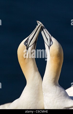 Basstölpel (Morus Bassanus) zwei Erwachsene im Nest in der Werbung anzuzeigen, Himmel weisenden, Bass Rock, Schottland, UK, Europa Stockfoto